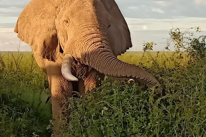 Vegans special safari - FAQ