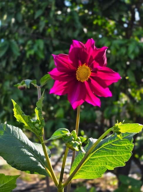 Vegetarian Albanian Food Tour in a Local Garden  Shkodër - Introduction: A Taste of Albanian Hospitality and Flavors in Shkodër