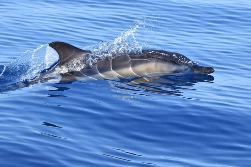 Velas: In the heart of Azores with whales and dolphins - An In-Depth Look at the Tour Experience