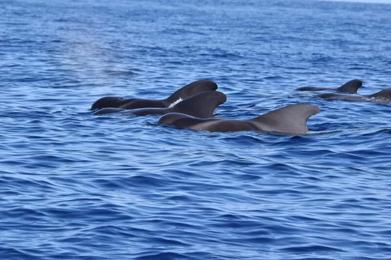 Velas: In the heart of Azores with whales and dolphins - FAQ
