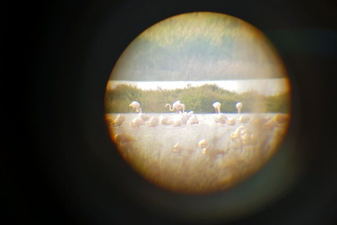vendicari-sicilys-best-coast-nature-reserve-birdwatching-archeology-2