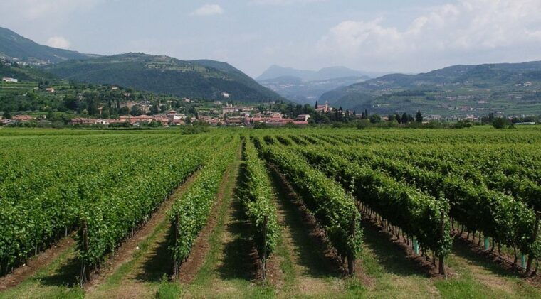 veneto-amarone-cooking-and-tasting-experience-in-a-villa