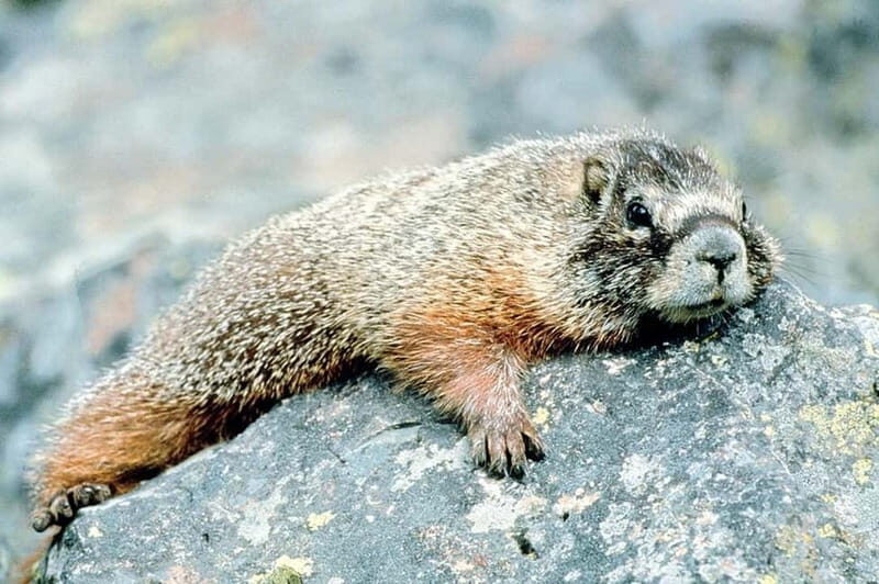 VENICE : DISCOVER WILD ANIMALS IN THE DOLOMITES - An Overview of the Experience