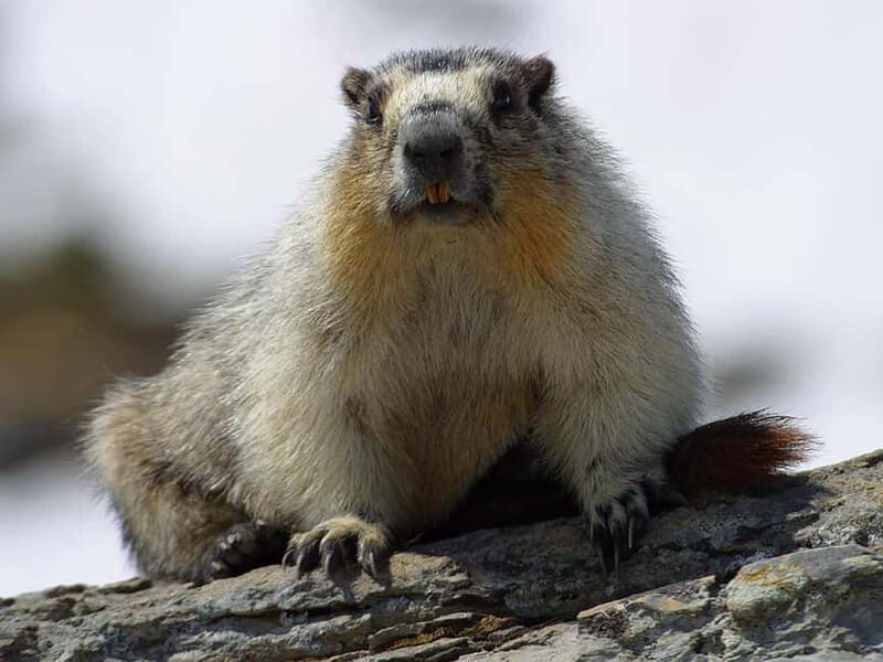 VENICE : DISCOVER WILD ANIMALS IN THE DOLOMITES - FAQs