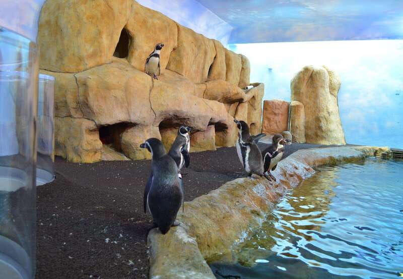 veracruz-panoramic-sightseeing-city-tour-and-aquarium