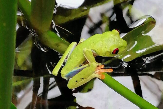 veragua-rainforest-eco-adventure-aerial-tram