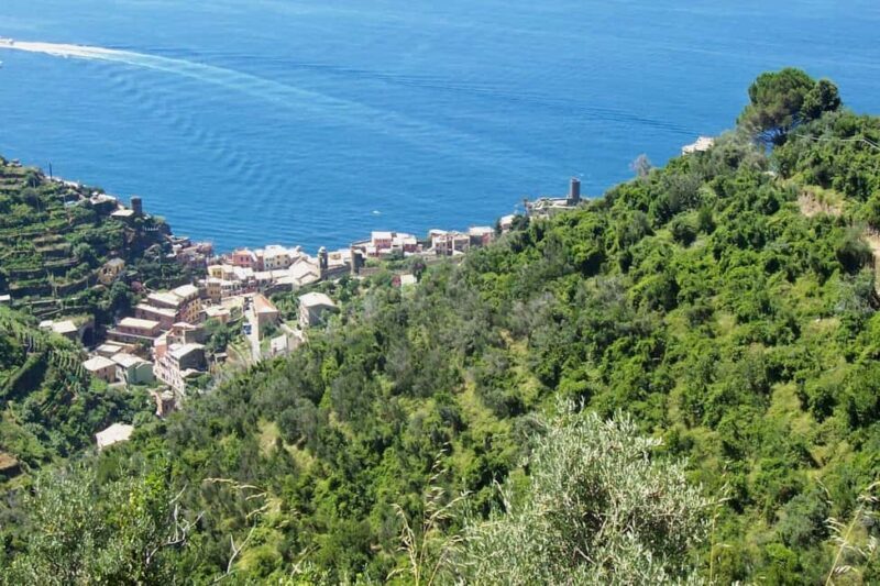 Vernazza (5 Terre): olive grove tour and oil and wine tasting - Key Points