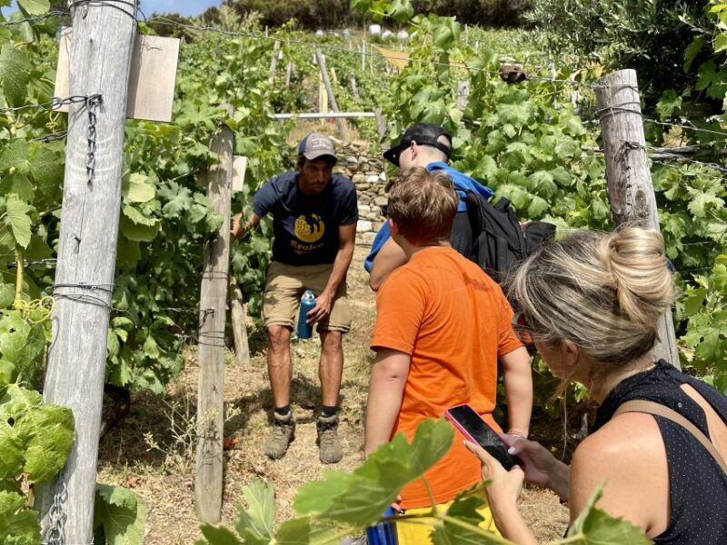 vernazza-panoramic-vineyard-trekking-tour-w-wine-tasting