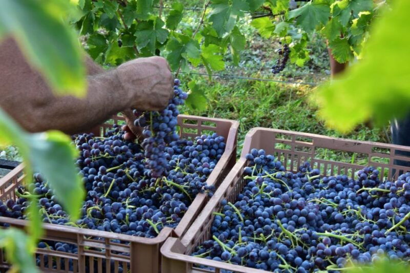 verona-amarone-wine-tour-with-gourmet-lunch-in-roman-villa