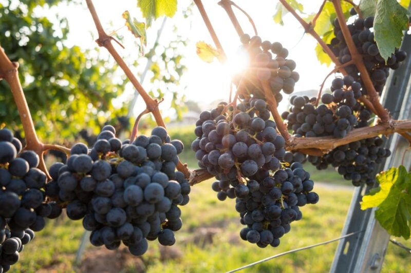 verona-horseback-riding-and-wine-tasting-experience