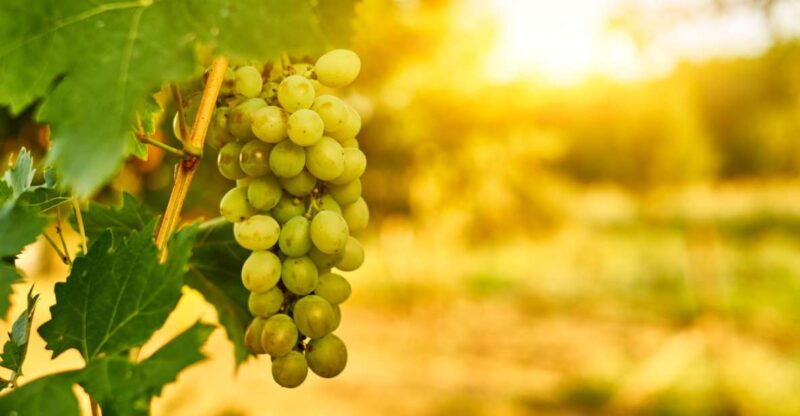 verona-private-tour-of-soave-and-amarone