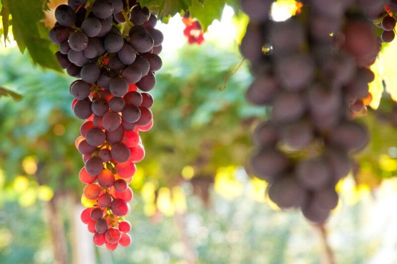 verona-private-tour-of-soave-and-amarone