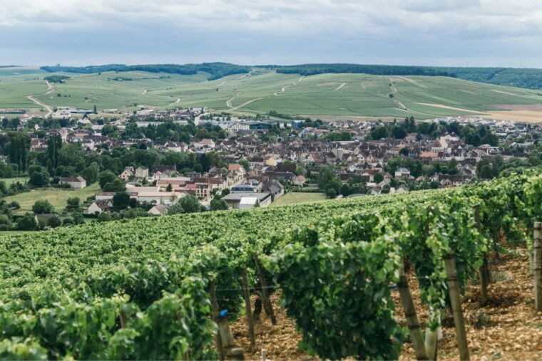 verona-private-tour-of-soave-and-amarone