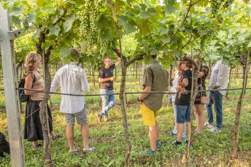 VERONA: WINE TASTING FOR THOSE WHO LOVE COMPARISONS - Why This Tour Offers Great Value