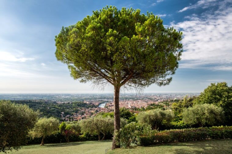 verona-wine-tasting-with-snacks-and-panoramic-city-views