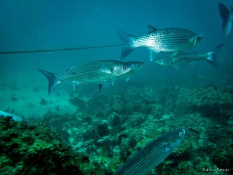 Very First Scuba Dive Experience in the Ocean from Peniche - Discovering the Ocean in Portugal: A Practical Overview
