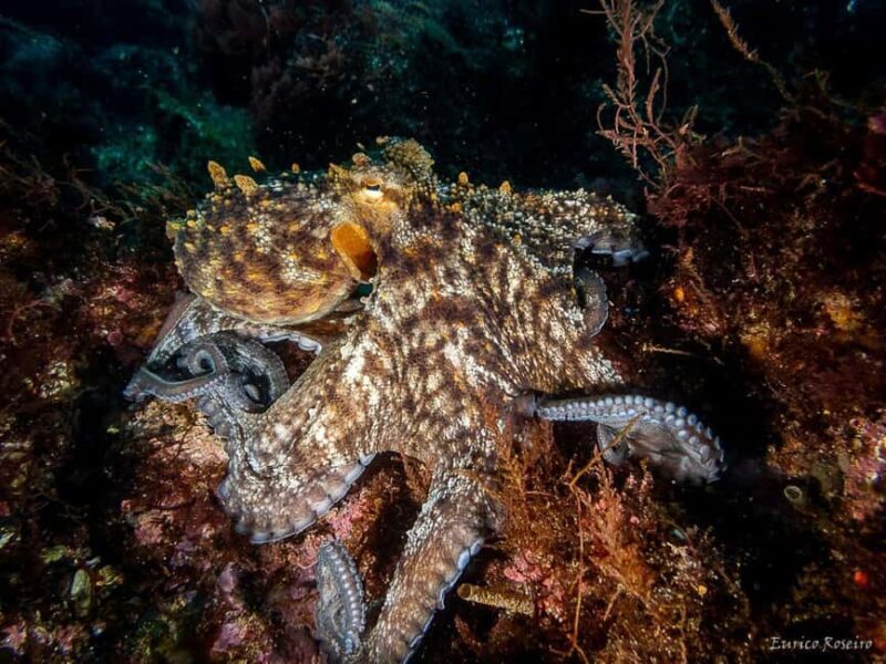 Very First Scuba Dive Experience in the Ocean from Peniche - The Practicalities of the Tour
