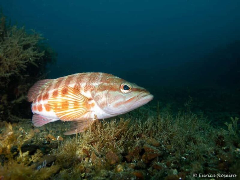 Very First Scuba Dive Experience in the Ocean from Peniche - Who Should Consider This Experience