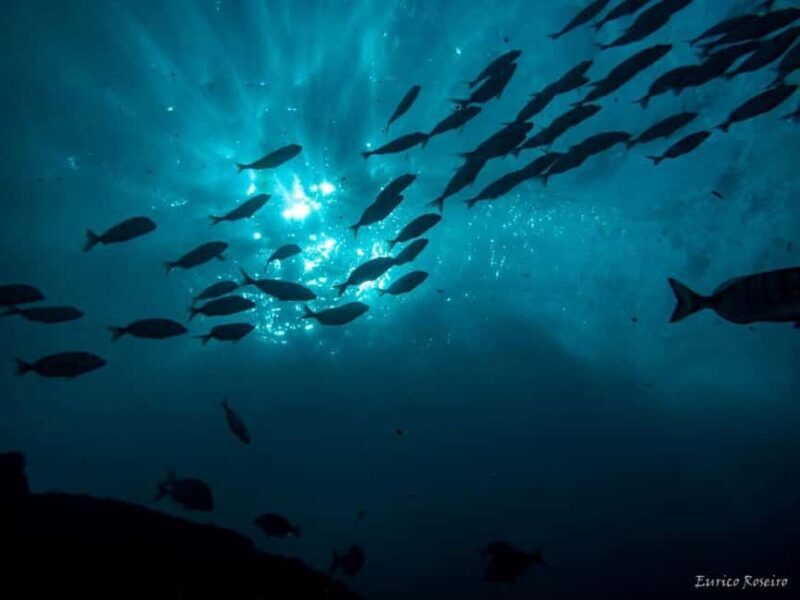 Very First Scuba Dive Experience in the Ocean from Peniche - FAQs