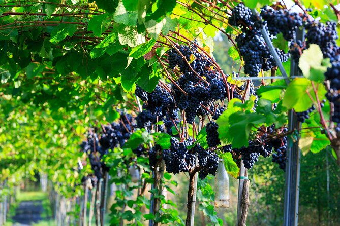 vesterhave-vineyard-and-wine-shop-visit-organically-produced