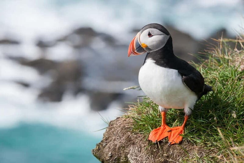 Vestmannaeyjar: Heimaey Island Round Boat Tour - A Closer Look at the Heimaey Island Boat Tour