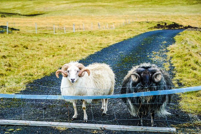 vestmannaeyjar-private-day-tour