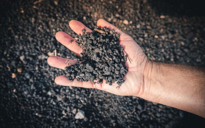 vesuvio-national-park-wine-tasting-tour-with-light-lunch