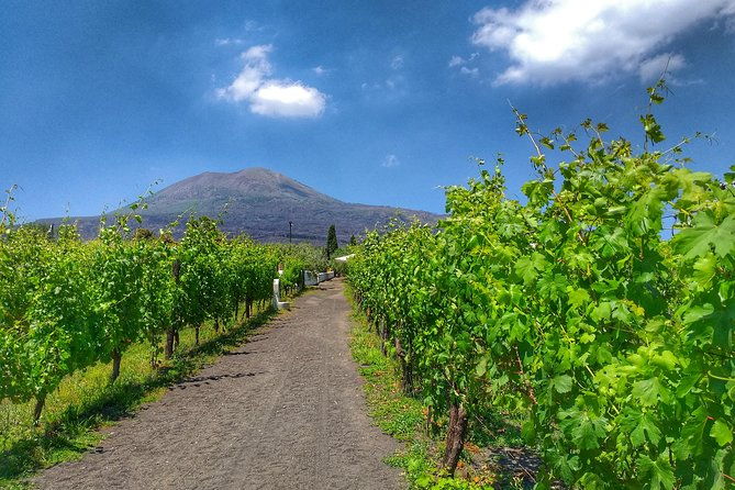 vesuvius-vineyard-select-from-sorrento-2