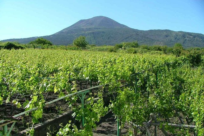 vesuvius-vineyard-select-from-sorrento-3