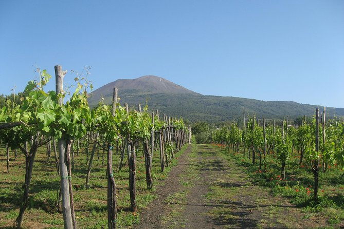 vesuvius-vineyard-select-from-sorrento-4