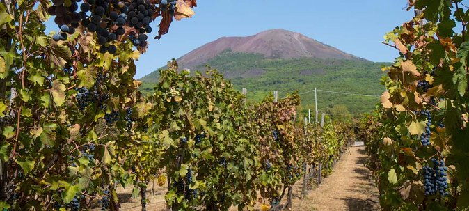 vesuvius-vineyard-select-from-sorrento