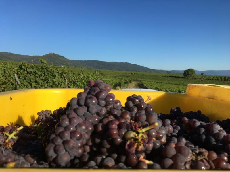 Vgtlinshoffen: Alsace Wine Tasting - FAQ