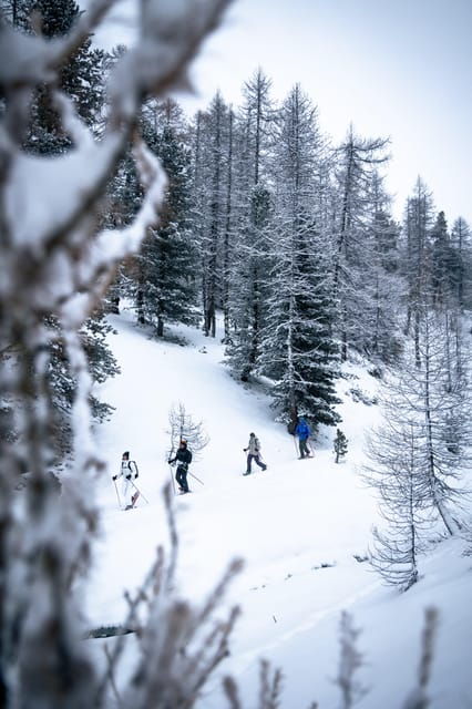 vialattea-snowshoeing-in-the-snowy-forest