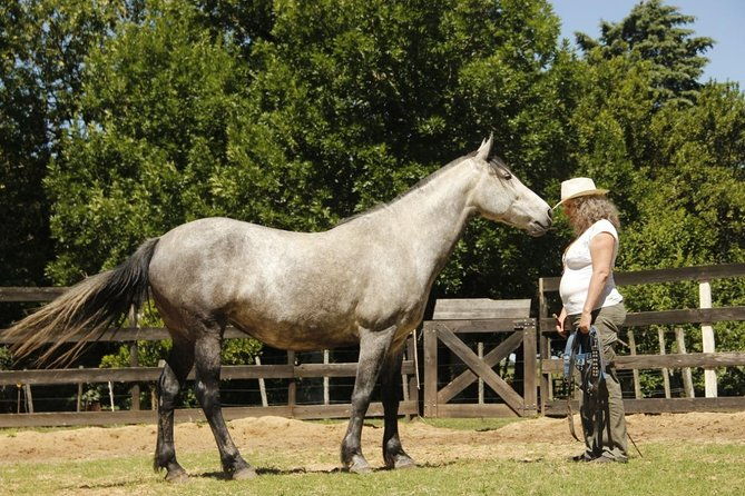vibrate-your-horse-heart-healing-with-horses