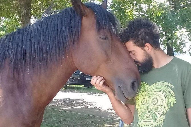 vibrate-your-horse-heart-healing-with-horses