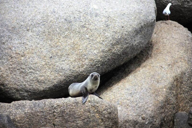Victor Harbor: Seal Island Cruise - What to Expect and Practical Tips