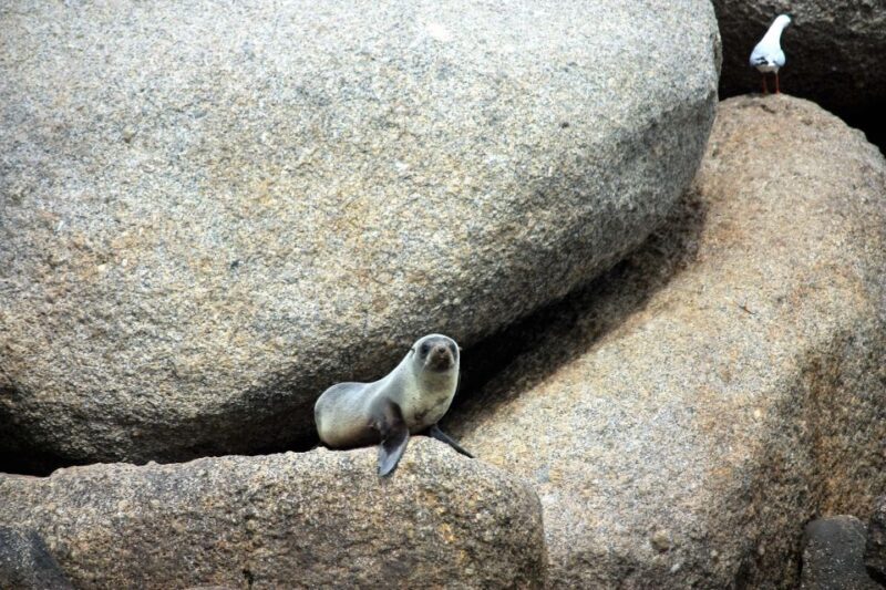 Victor Harbor: Southern Ocean Adventure Cruise with Guide - An In-Depth Look at the Victor Harbor Ocean Adventure