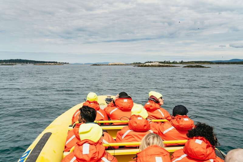 victoria-3-hour-whale-watching-adventure-in-a-zodiac-boat