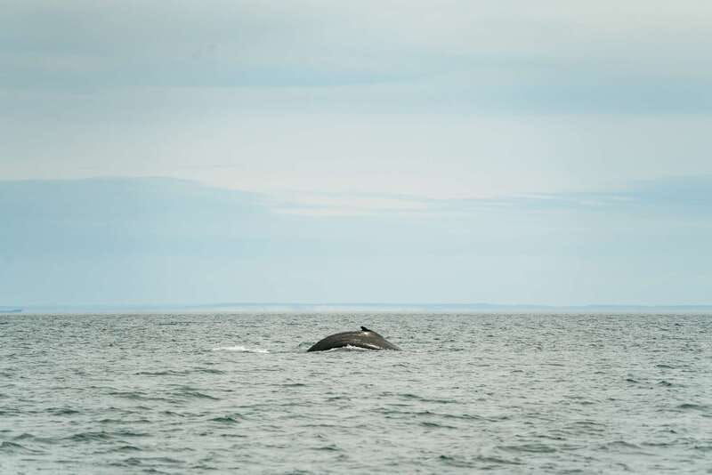 victoria-3-hour-whale-watching-adventure-in-a-zodiac-boat