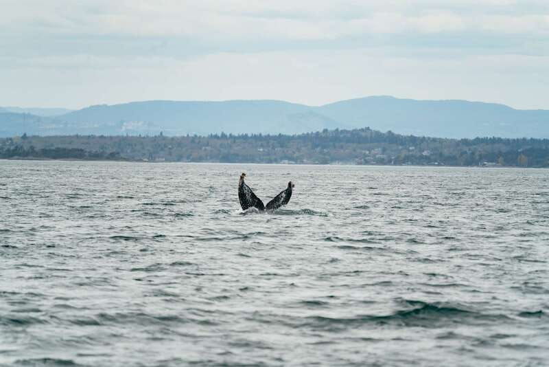 victoria-3-hour-whale-watching-adventure-in-a-zodiac-boat