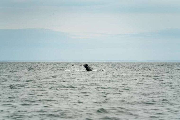 victoria-3-hour-whale-watching-adventure-in-a-zodiac-boat