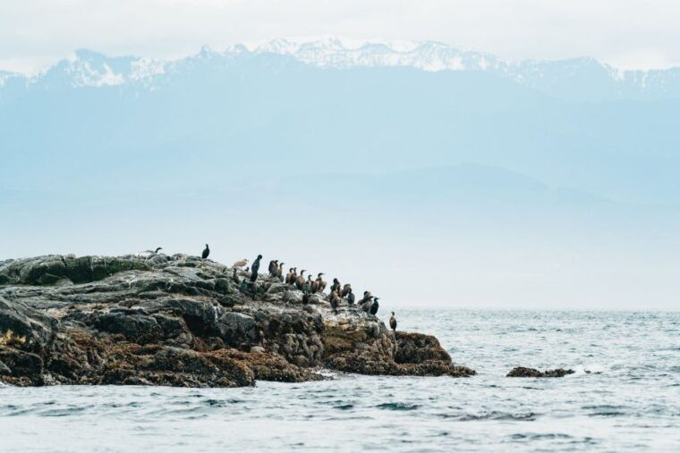 victoria-3-hour-whale-watching-adventure-in-a-zodiac-boat