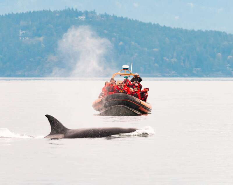 victoria-3-hour-zodiac-whale-watching-tour