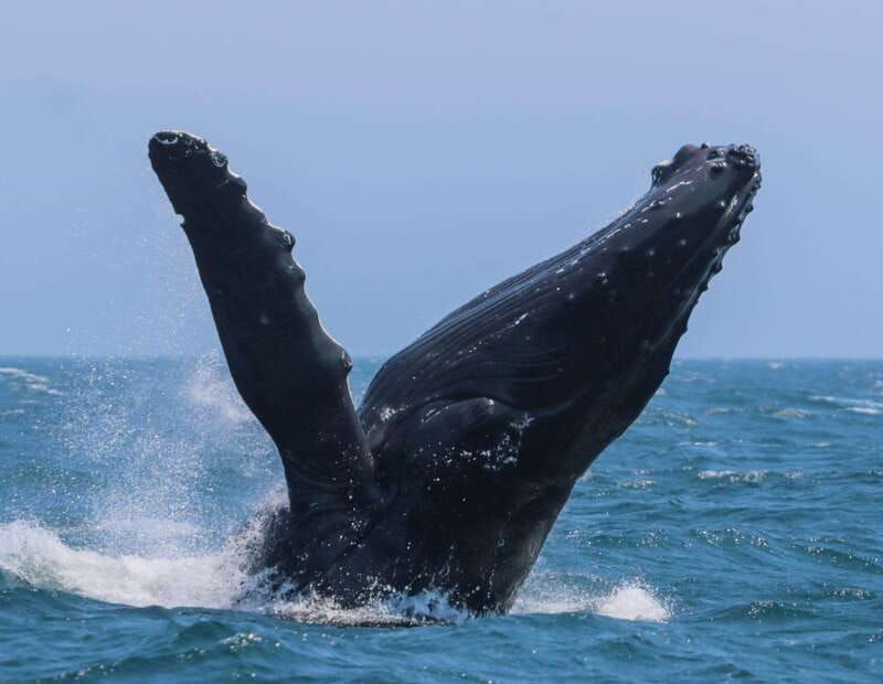 victoria-3-hour-zodiac-whale-watching-tour