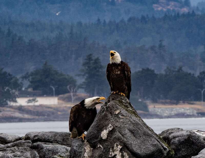 victoria-3-hour-zodiac-whale-watching-tour