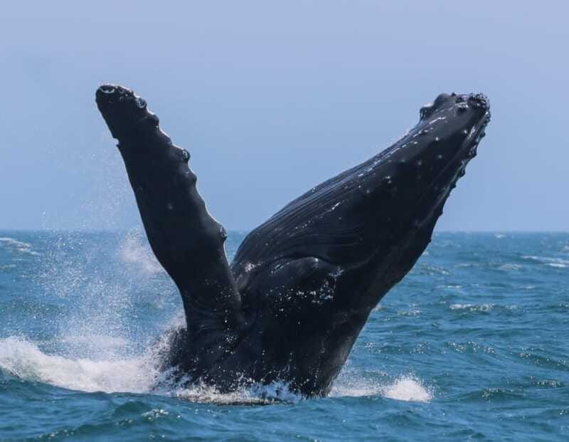 victoria-3-hour-zodiac-whale-watching-tour