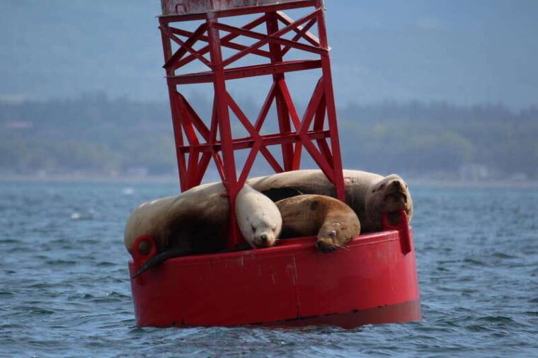 victoria-3-hour-zodiac-whale-watching-tour