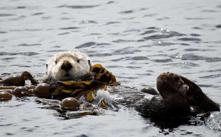 victoria-3-hour-zodiac-whale-watching-tour