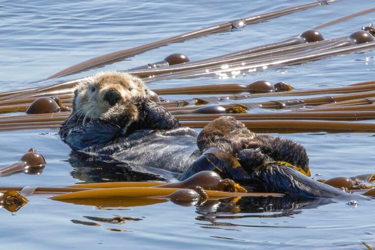 victoria-3-hour-zodiac-whale-watching-tour