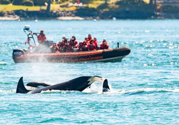 victoria-3-hour-zodiac-whale-watching-tour